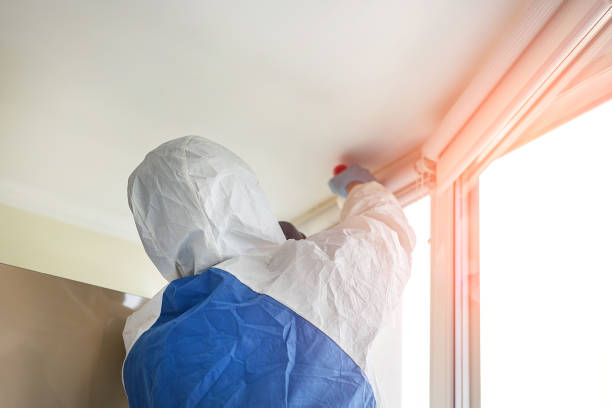 Reliable Lincoln, MO Mold Removal Services Solutions